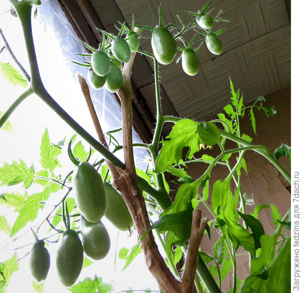 Римская ваза Боргезе