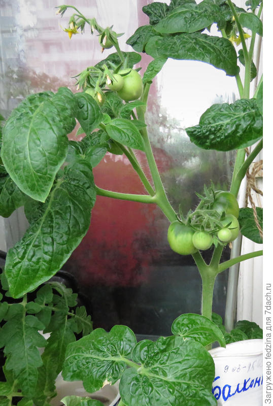 Балконное чудо