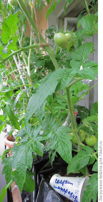 Сказки Шахерезады