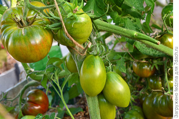 Чили Верде от Гусева совсем цвет не меняет, а Болото слезка желеет