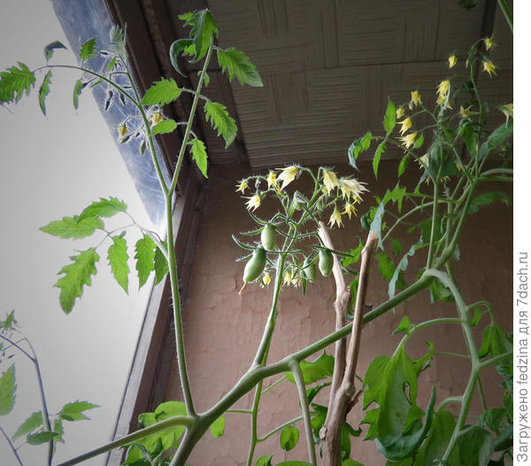 Побеги и цветение