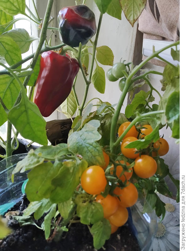 Перец Кузя и томат Венус