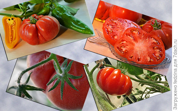 Мой Абрикос