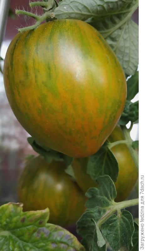 Дерзкая Мэри в августе