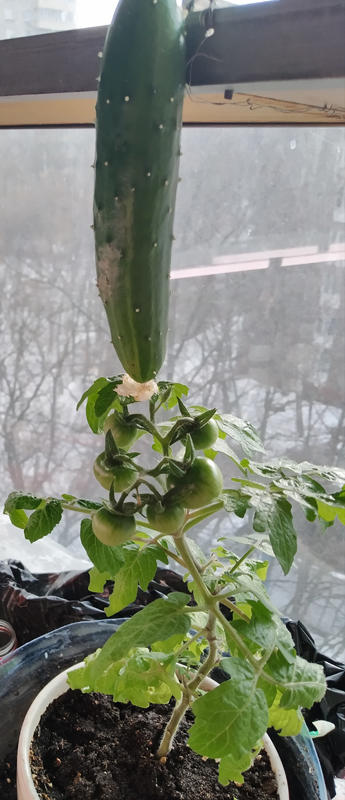 Огурец и помидорки зимой