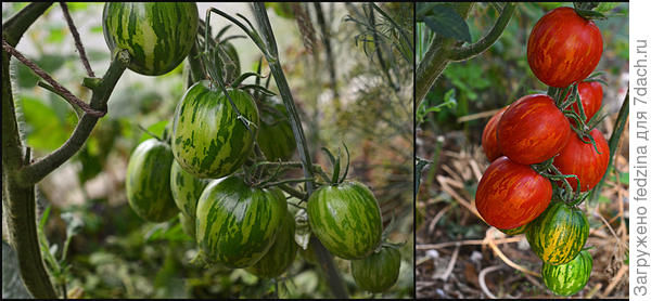 А этот как маленький арбузик...
