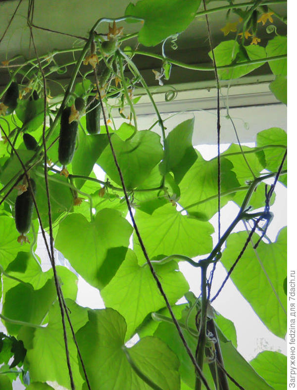 Занавесочка из Городского огурчика