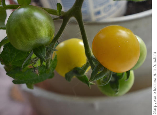 Венус 2024 года 4 марта