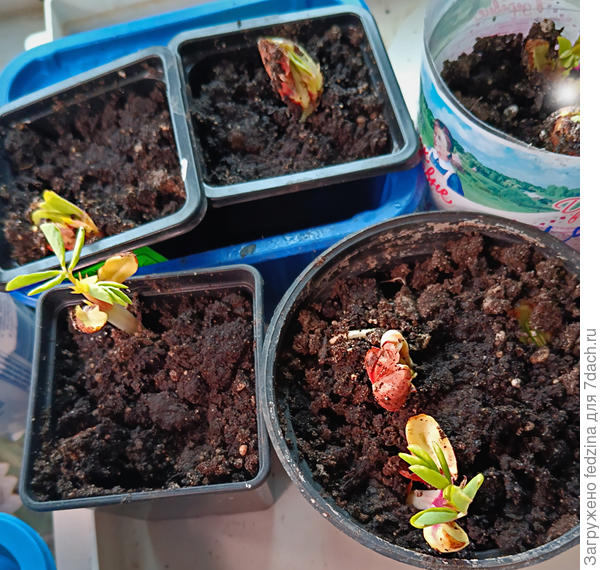 Арахис в марте