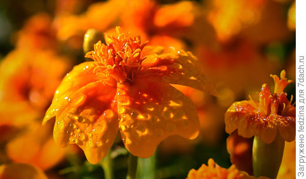 Бархатец Мимимикс