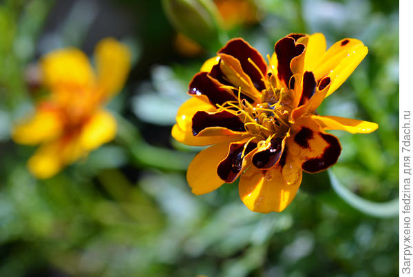 Бархатец Провиденс