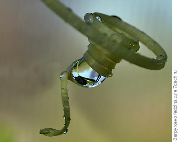 Капелька на огурце