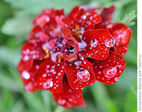 Бархатец Фаерболл после дождя