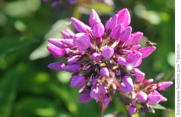 Флокс Бутоник под мухой