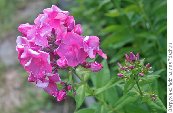 Флокс Анна Каренина