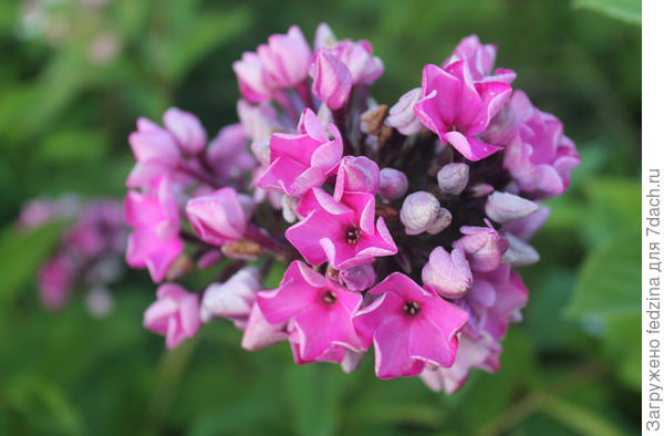 флокс &quot;Бутоник&quot;