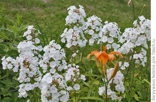 Снежная лавина теперь