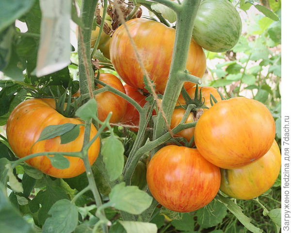 Индейская резервация