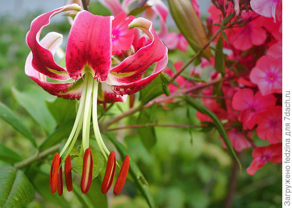 Чёрная красавица