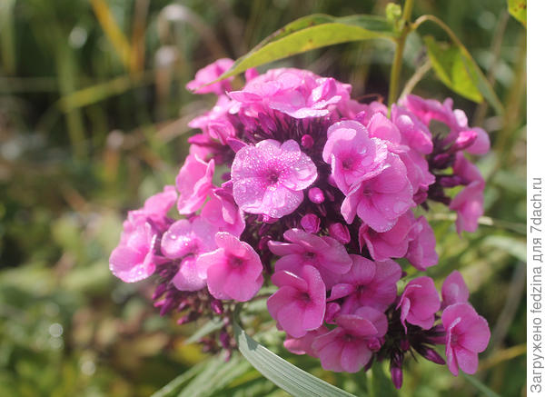 Мелкоцветка Беби Фейс