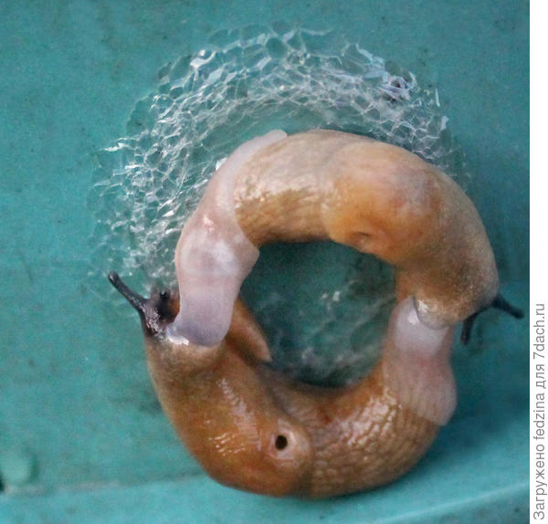 Слизни "кружочком"?