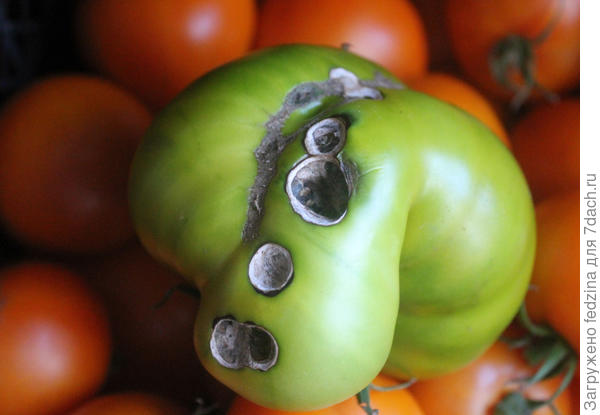 Зелёный, искусанный слизнями