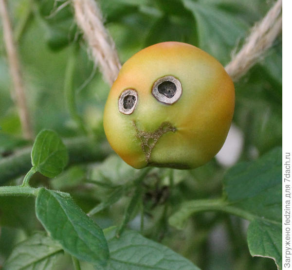 Щёлковский ранний 5.09.2024