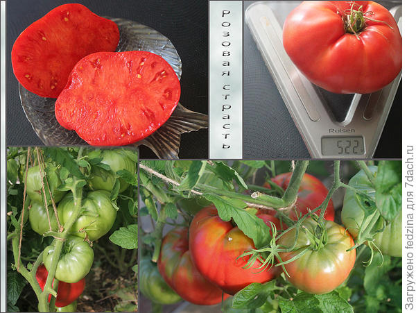 В этом году крупнее, чем в предыдущие