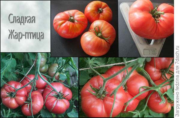 Очень вкусный