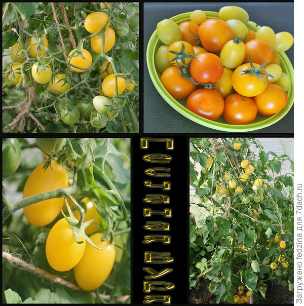 тёмные Медок f1, светлые - Песчаная буря