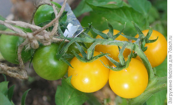 Мои "сорняки"