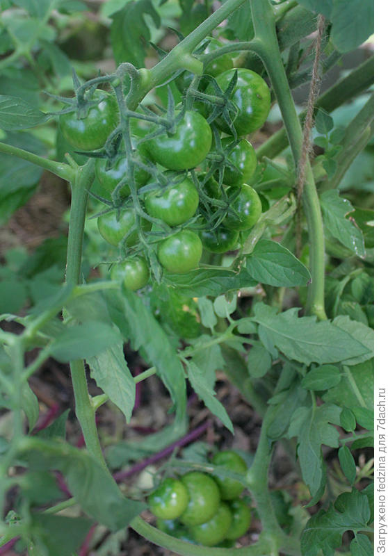 Сами выросли