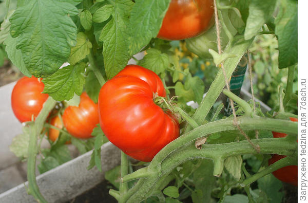 Купец-молодец