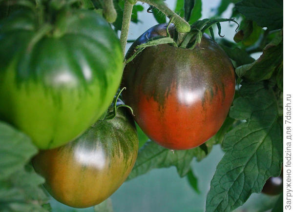 Брендивайн блэк