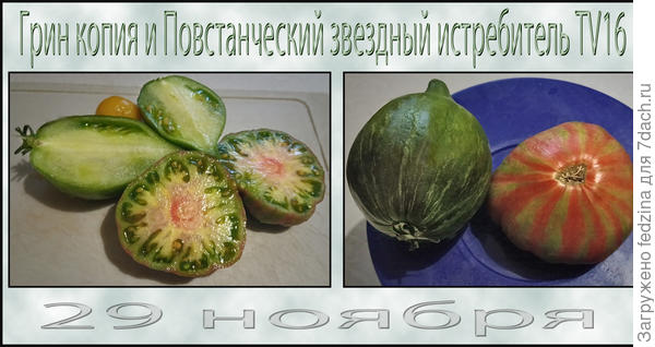 долго-плодоносящие томаты