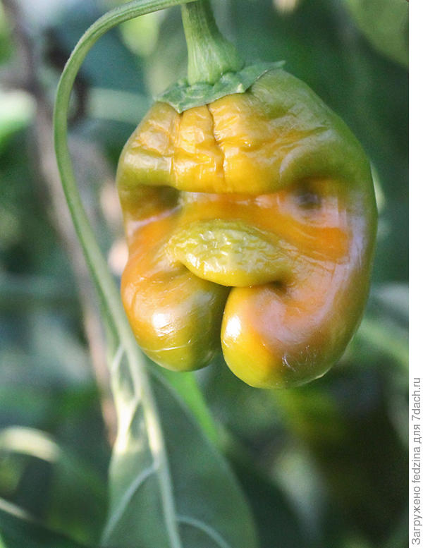 А этот сажала старыми семенами