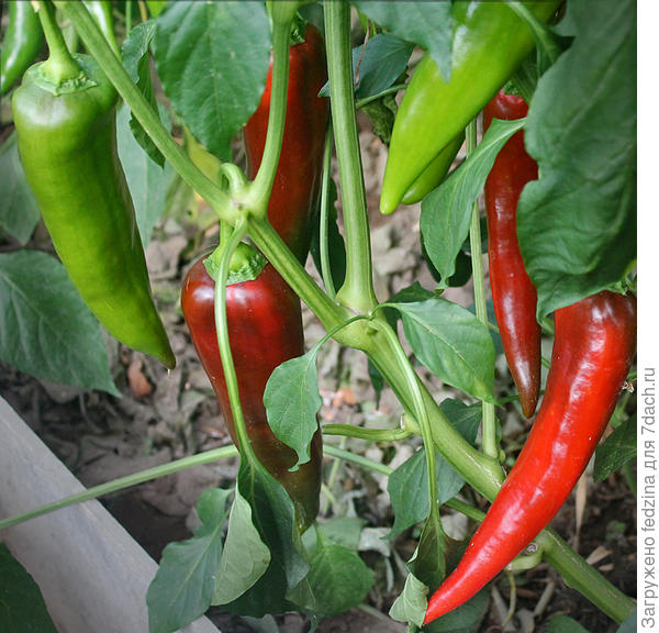 Ранний Рамиро (у меня)