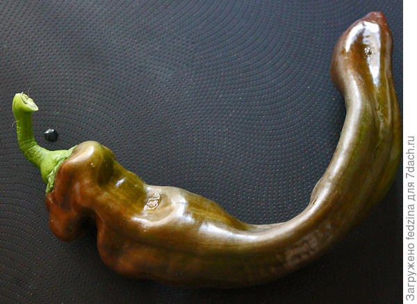 шоколадный Палермо летом