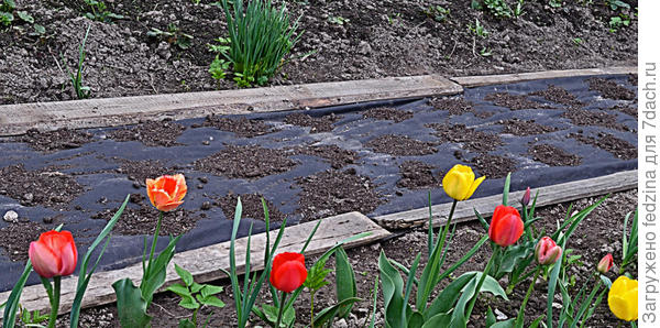 Картофель под чёрной плёнкой