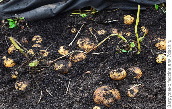 Поднимаем Агротекс и собираем картофель