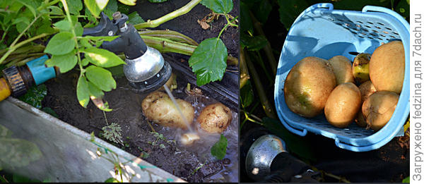 Сбор крупных клубней картофеля методом &quot;вымывания&quot;