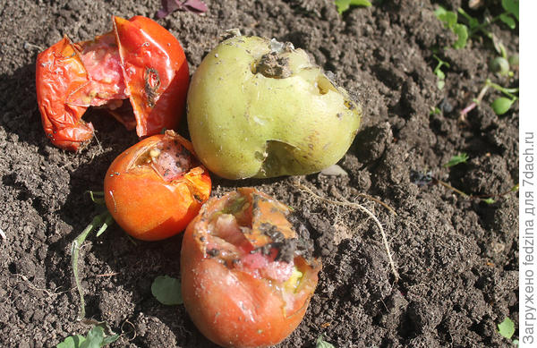 Махагони в ОГ