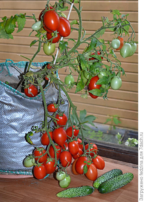 Оконный гном