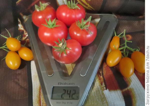 Арктическая роза