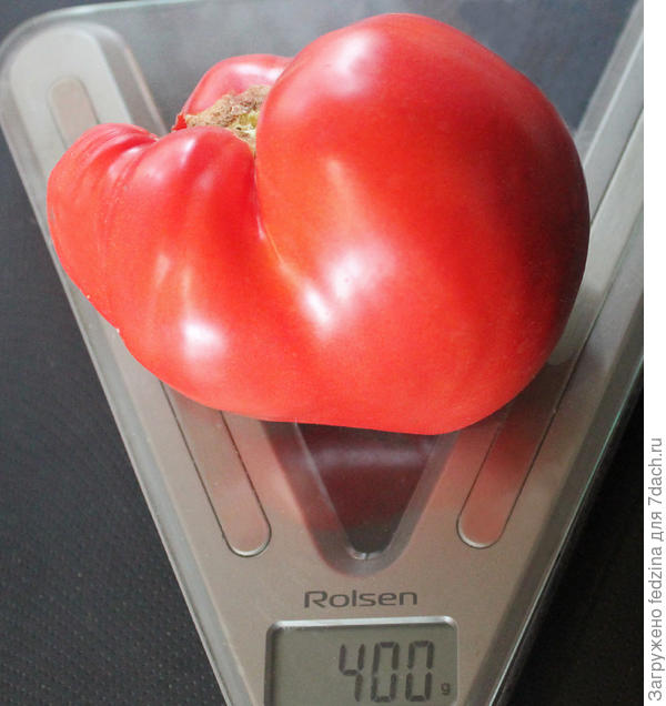 Розовая страсть в 2024 году