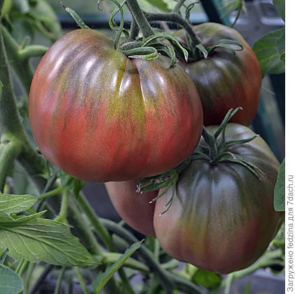 Сиреневый туман.