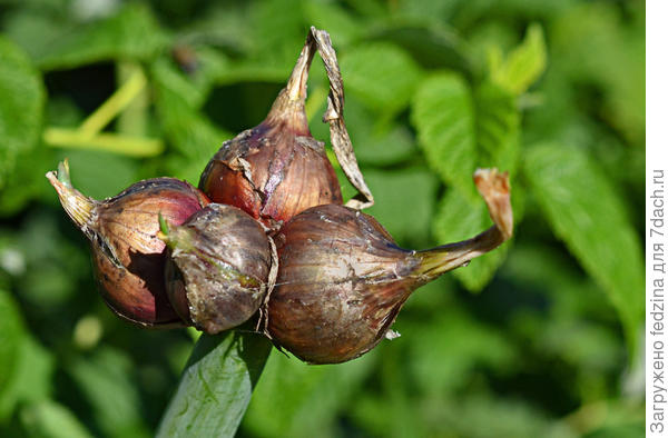 Многоярусный лук