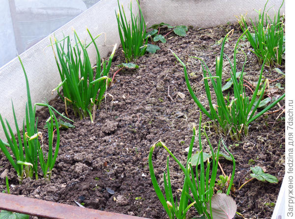 Многоярусный лук