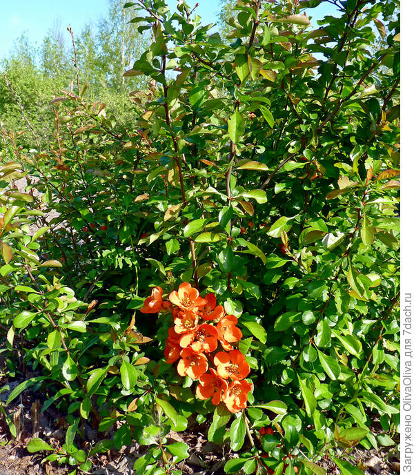 Цветущий куст айвы