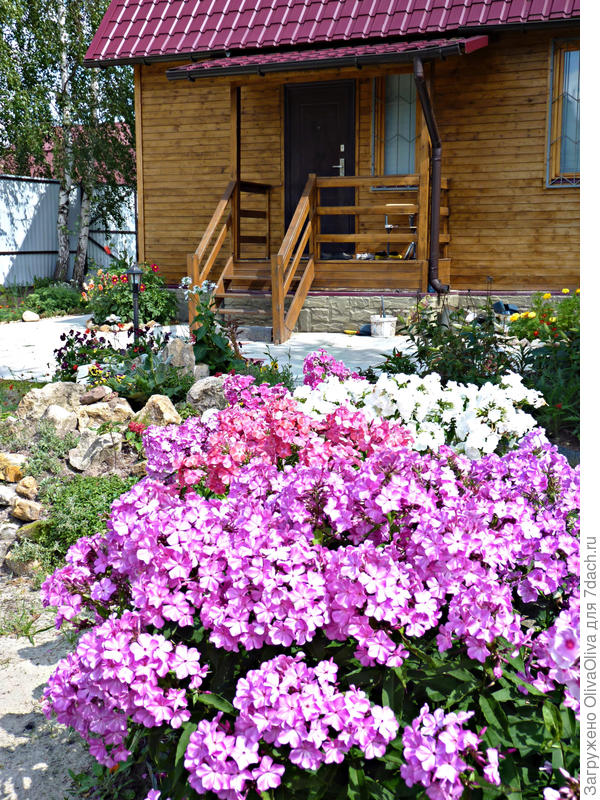 Радостные флоксы...